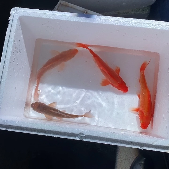 爱***！锦鲤锦鲤活鱼开箱包活