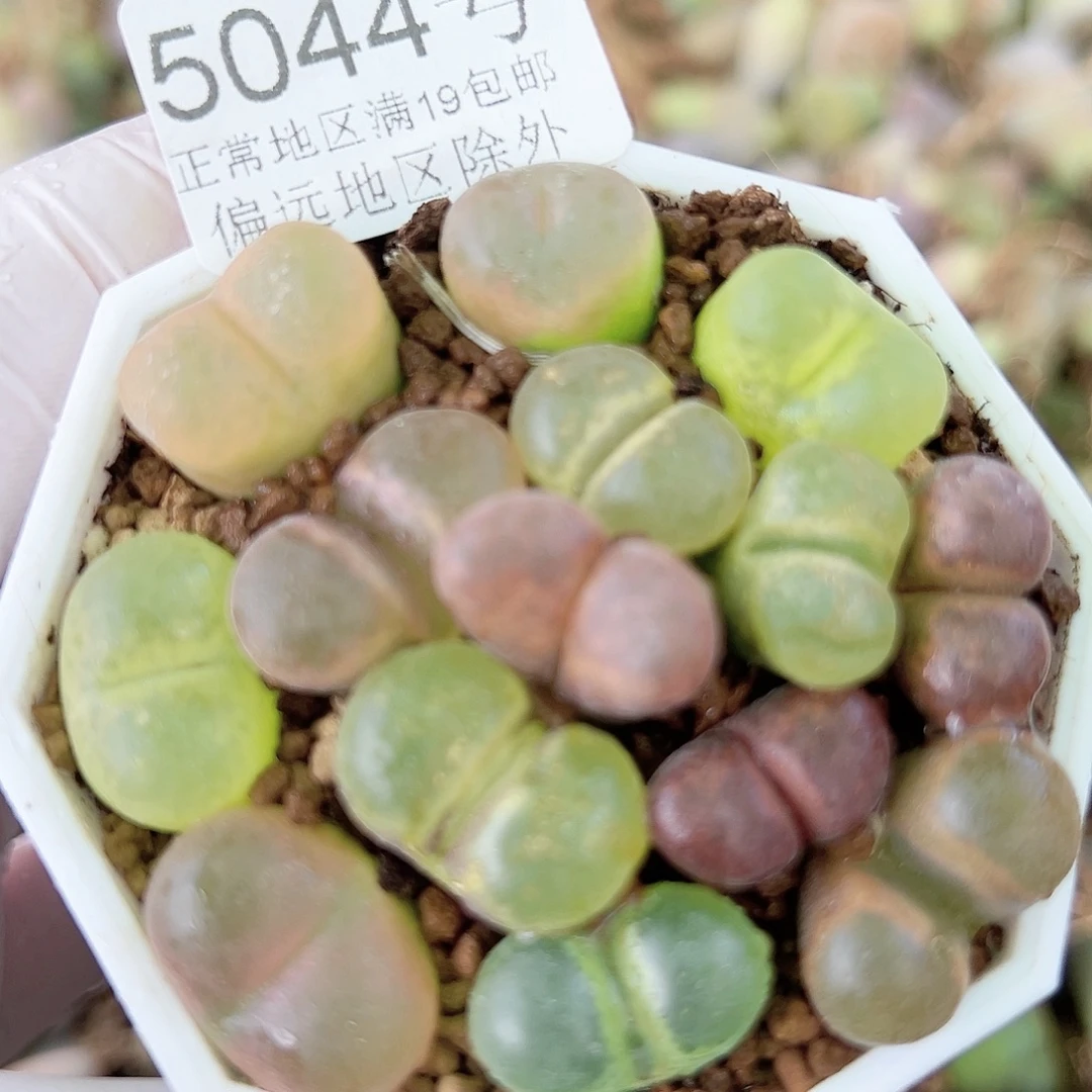 5044风铃玉毛毛混合哦哦哦哦