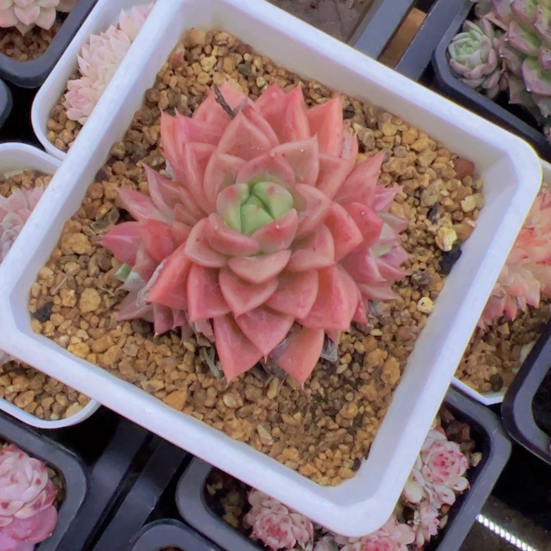 心**飞新品，多肉植物