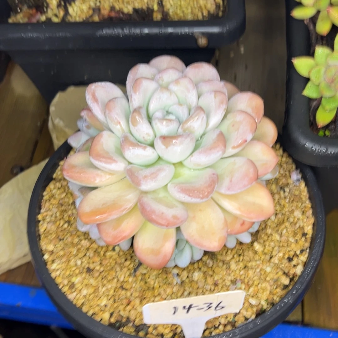 心***情14-36///////////////