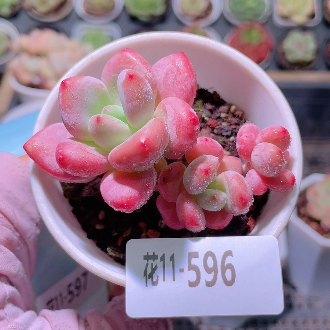花利美11-596洛神