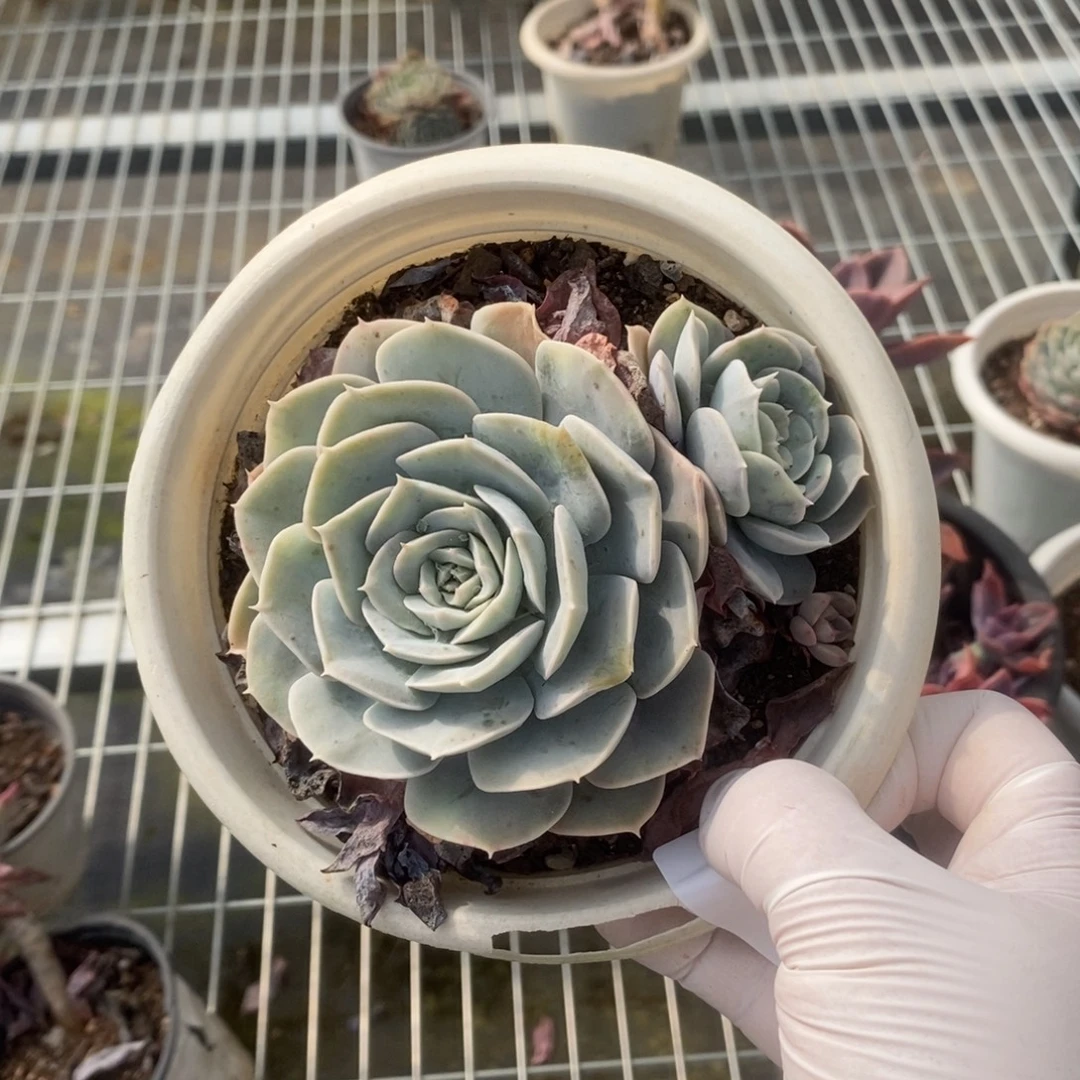 3381圣卡洛斯一物一拍