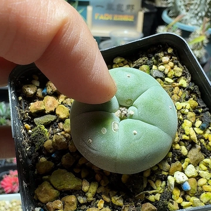 893蓝白肌银鱼脱土发货有疤特价