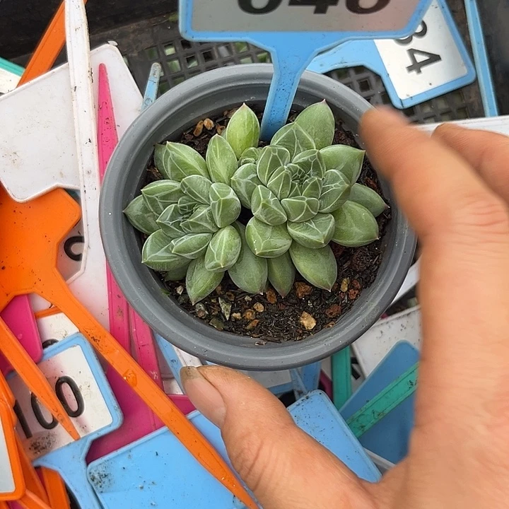 多肉植物❄️花美人046