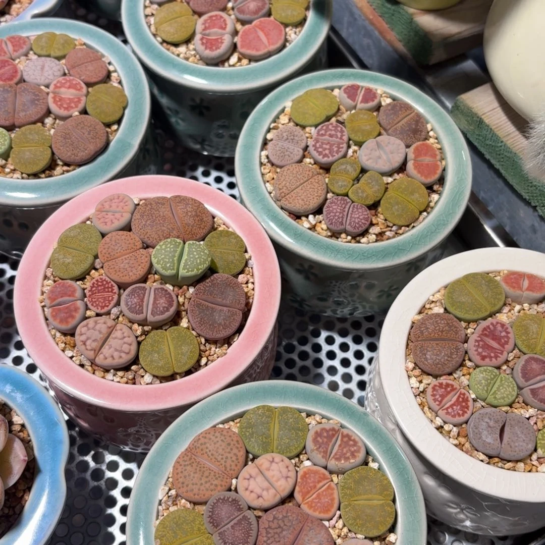 生石花大颗粒带盆发货颜色随机