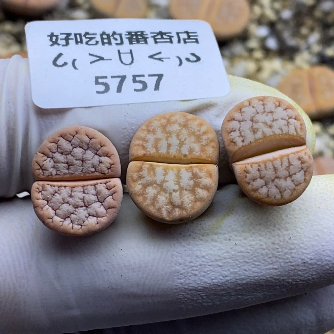 5757。特价。。。。。。哈默舞岚。