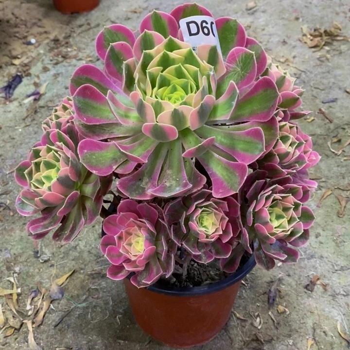 女巫多肉植物609