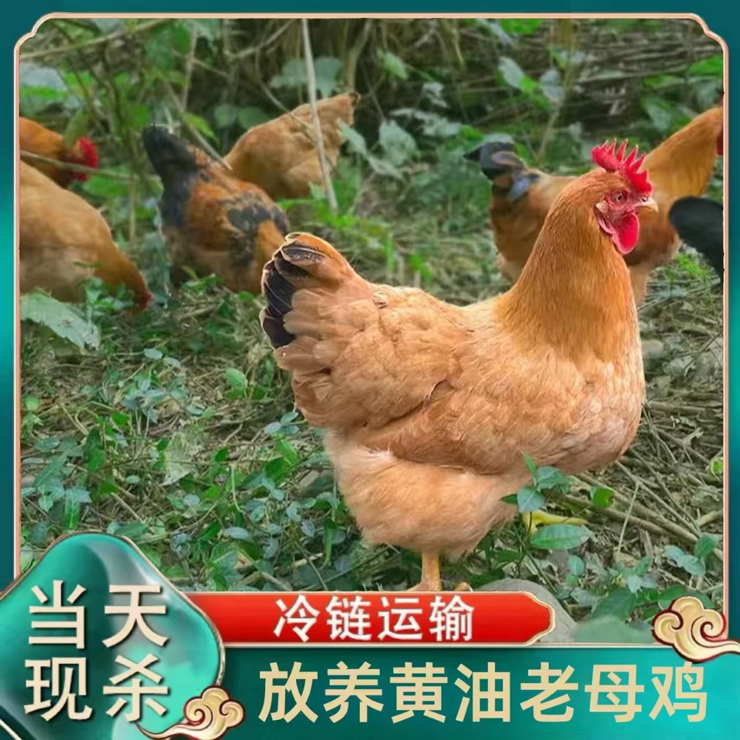 【小邢】农家放养黄油老母鸡 到手4只