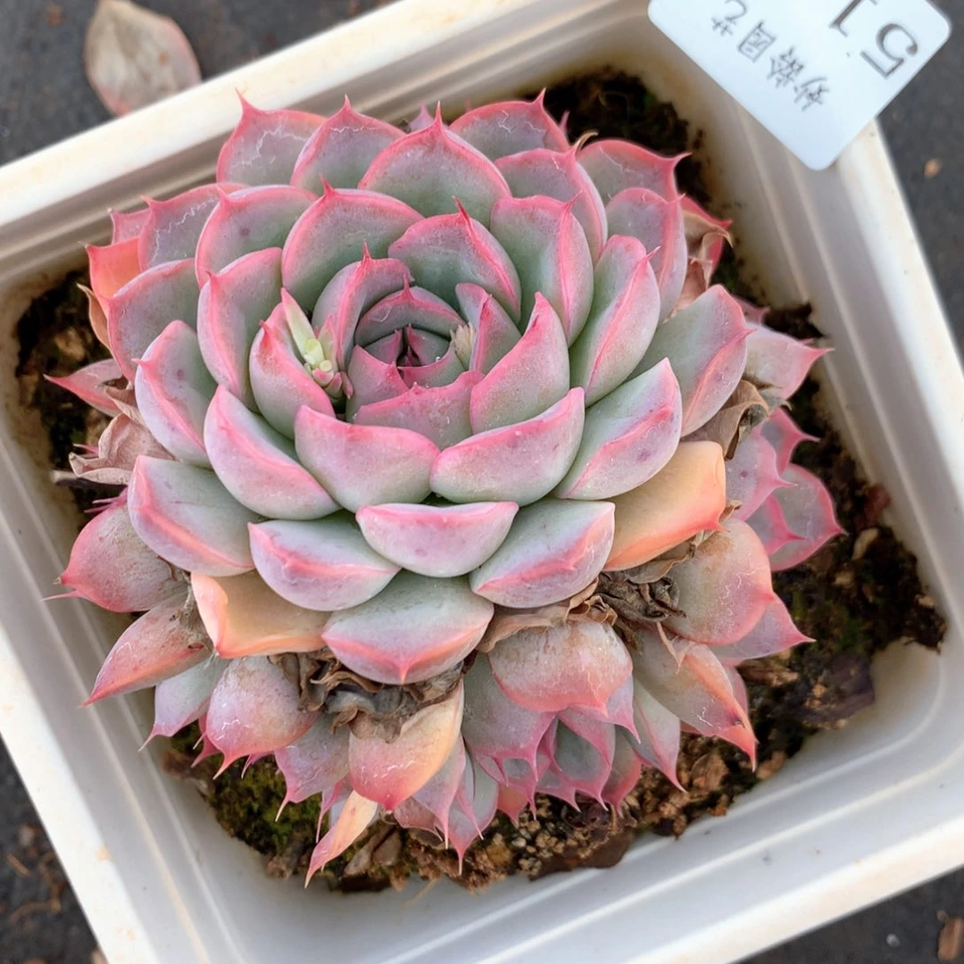 5135杂交多肉植物