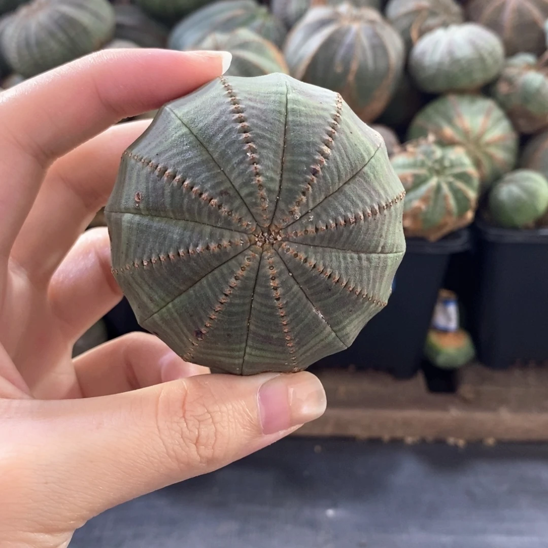 4布纹球精品一物一拍