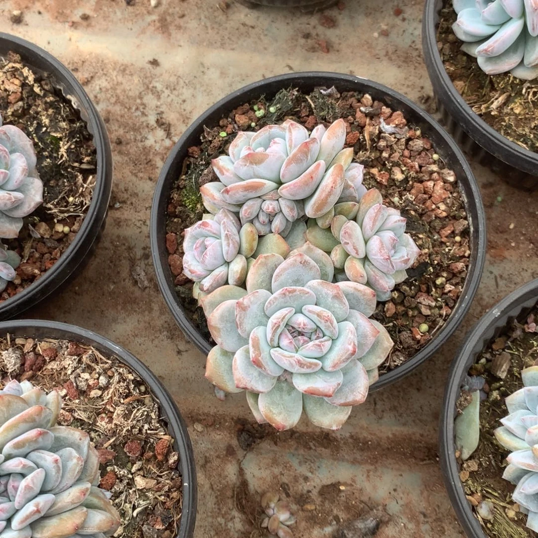 无花朵无砍花花花花花花花花32