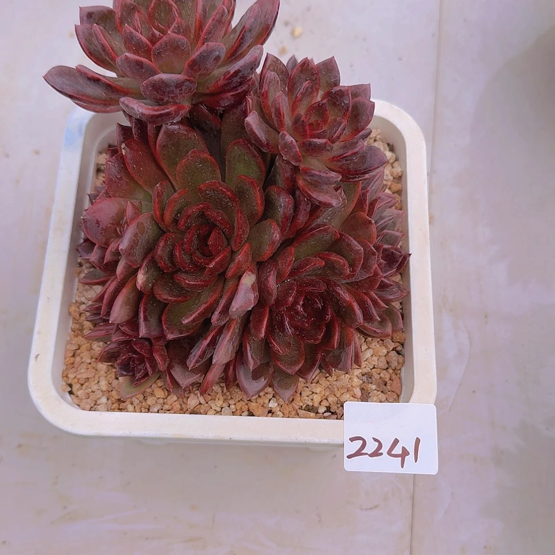 微****2241红水晶多肉植物