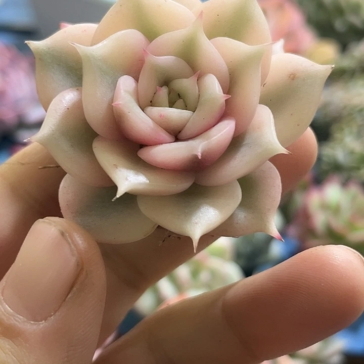 103贝加尔湖腹轮锦炸多肉植物