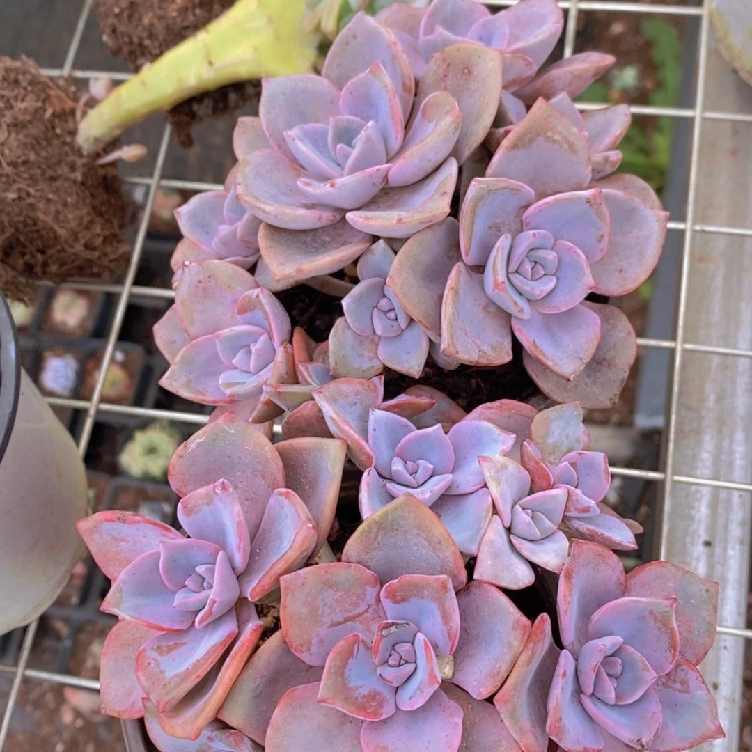 彩虹糖多头群生两盆