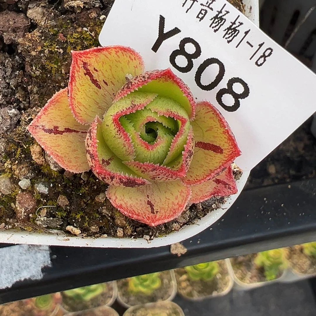 含***颠杨808 若初x各种侧芽预留