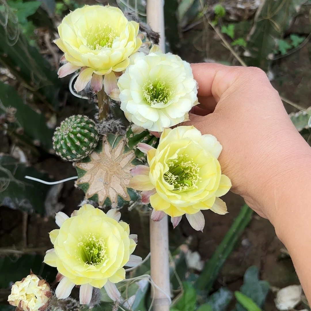 柠檬无根侧牙四左右