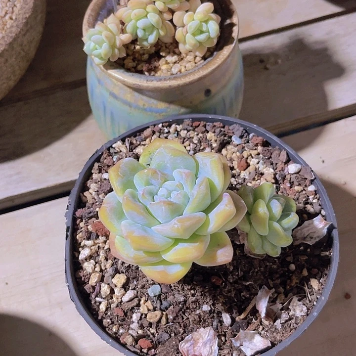无花朵冰玉拉丝雨