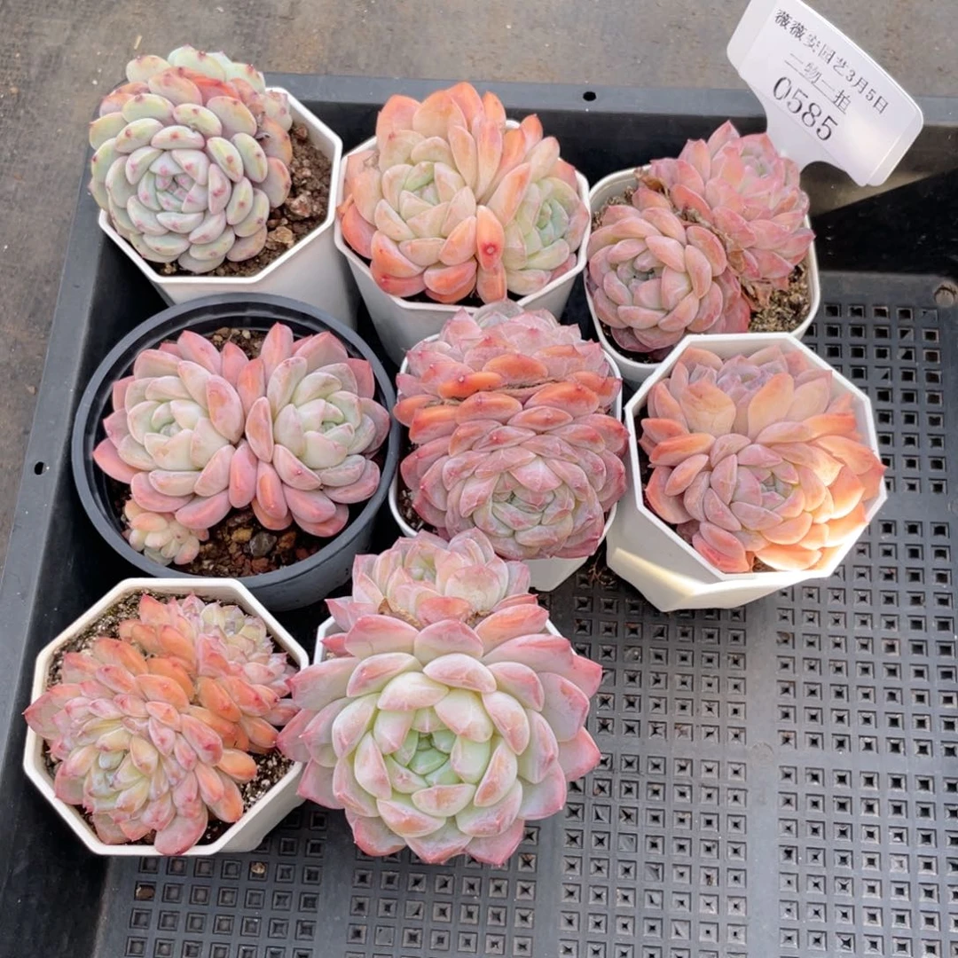 薇薇安园艺多肉0585