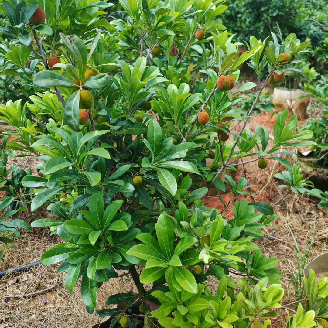 东魁杨梅水果树苗果树树苗、（三年苗）带果发货原土发货、一树一拍