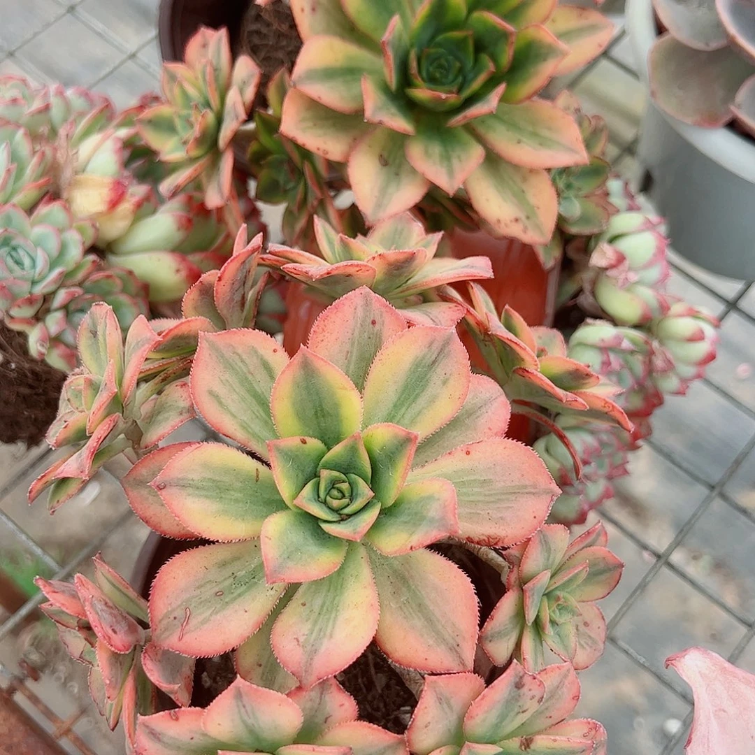 艳日辉整装整群精品