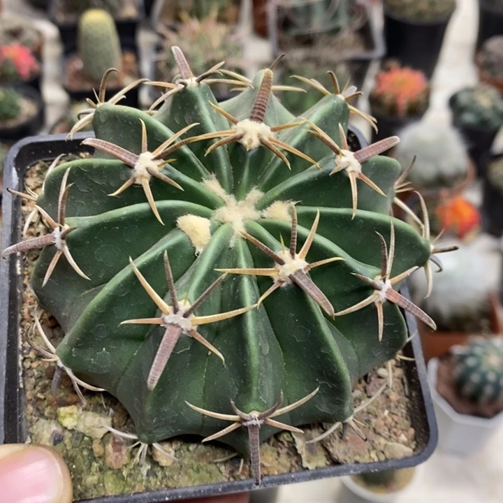 实生王凌波特价包邮