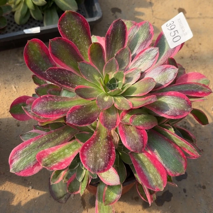 妖月多肉有晒伤3950