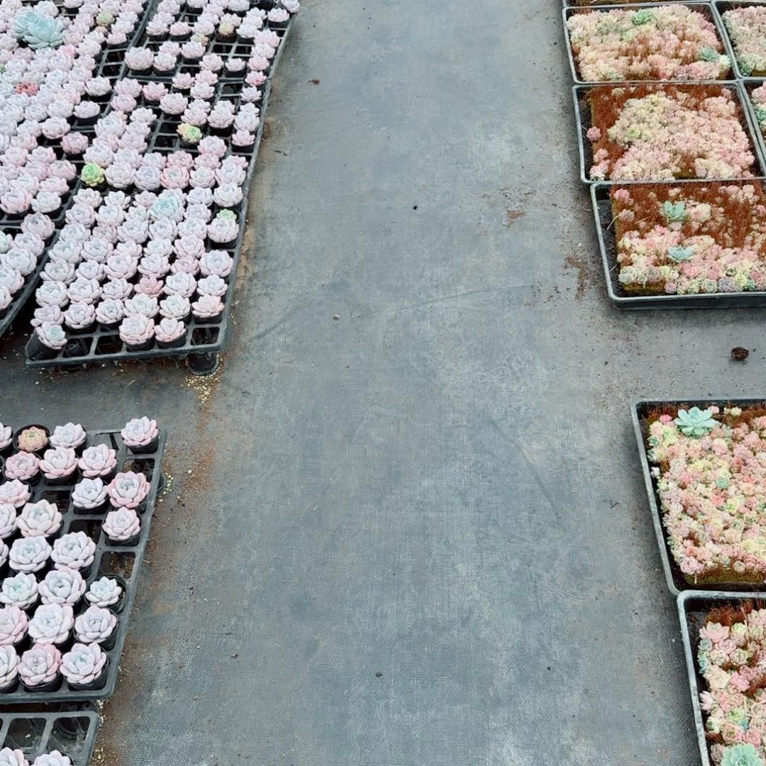 下播福利特好珍妮十多颗量拍26-30带颜色