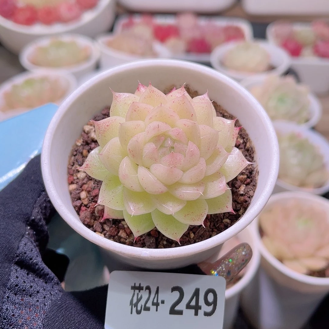 花利美24-249麦秆