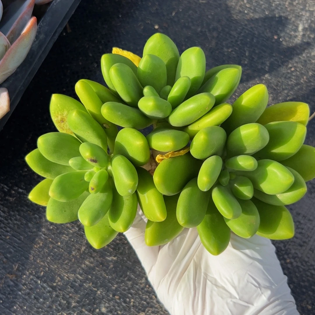 芒果奶自然群多肉植物