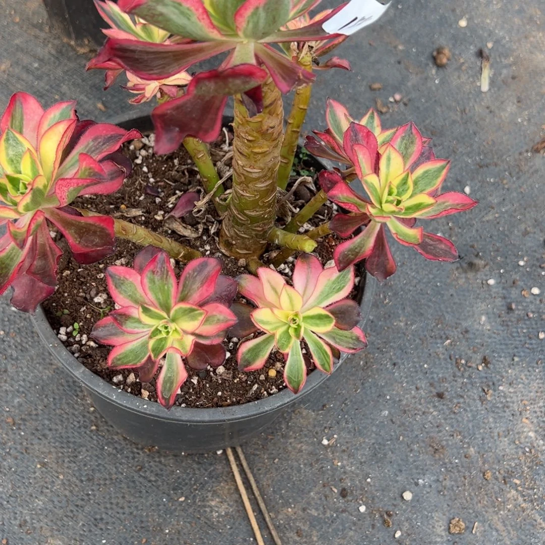 154魅影有微瑕多肉