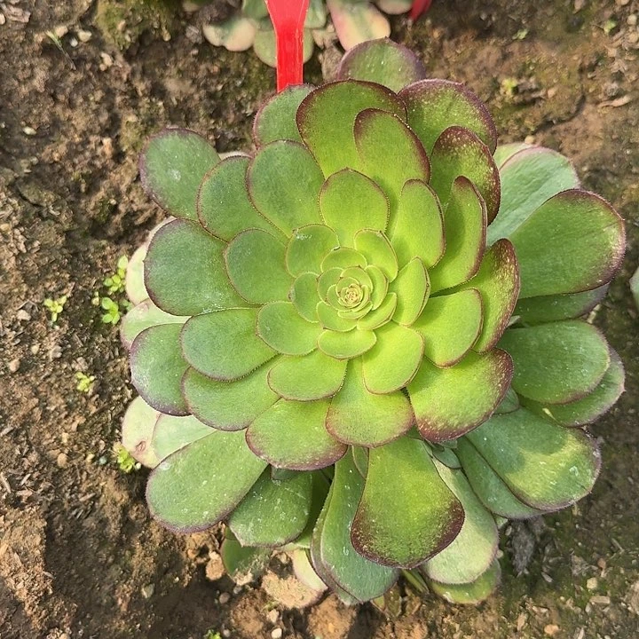 开**好2-186雨荷多肉法师