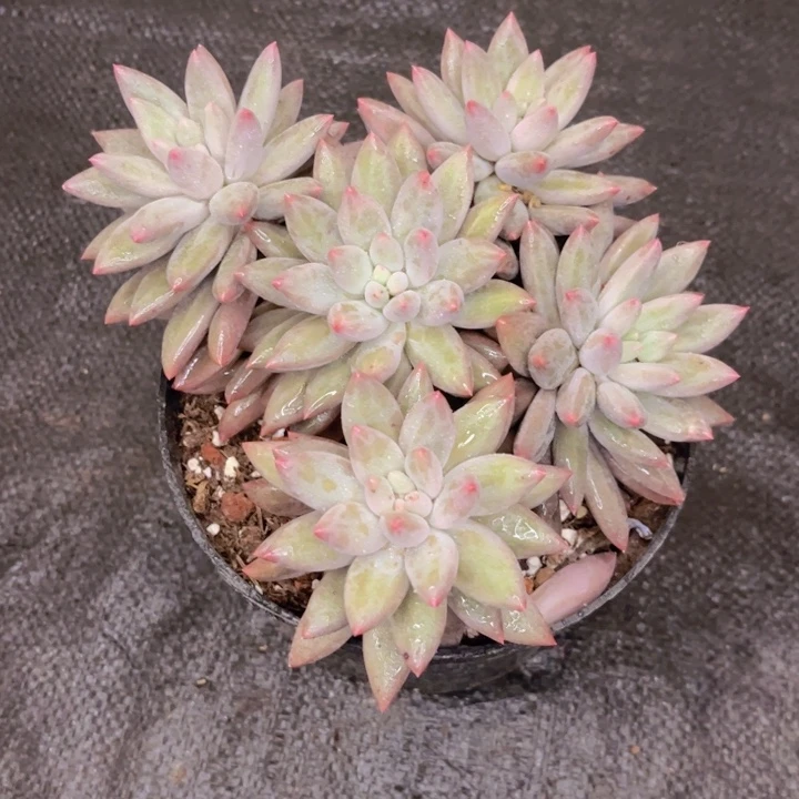 友家多肉一物一拍