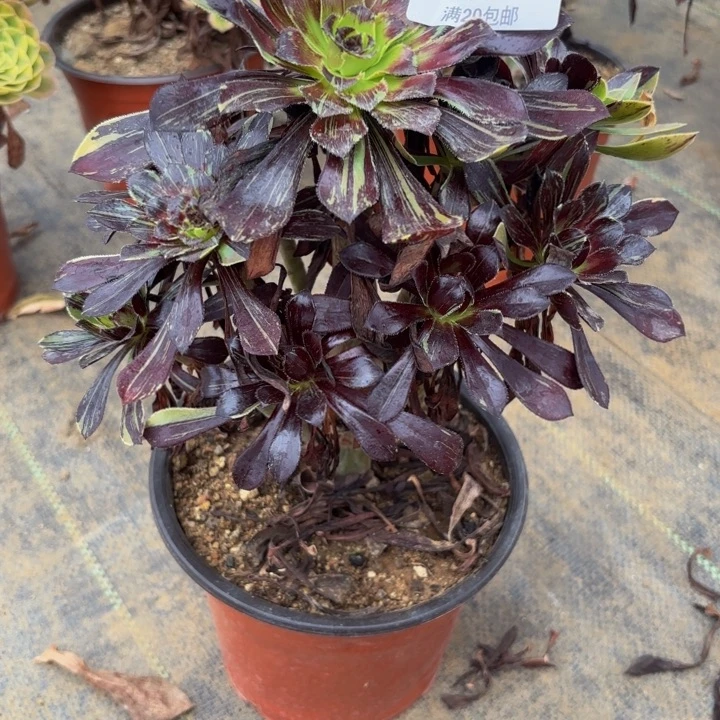 瑞妈多肉园艺400水墨丹青