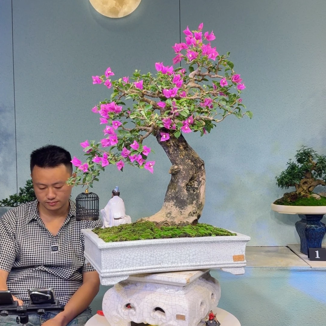 用***0无花朵小叶紫花三角梅