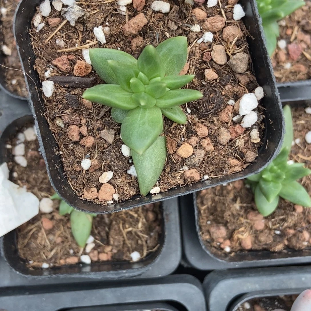 19布丁缀多肉植物