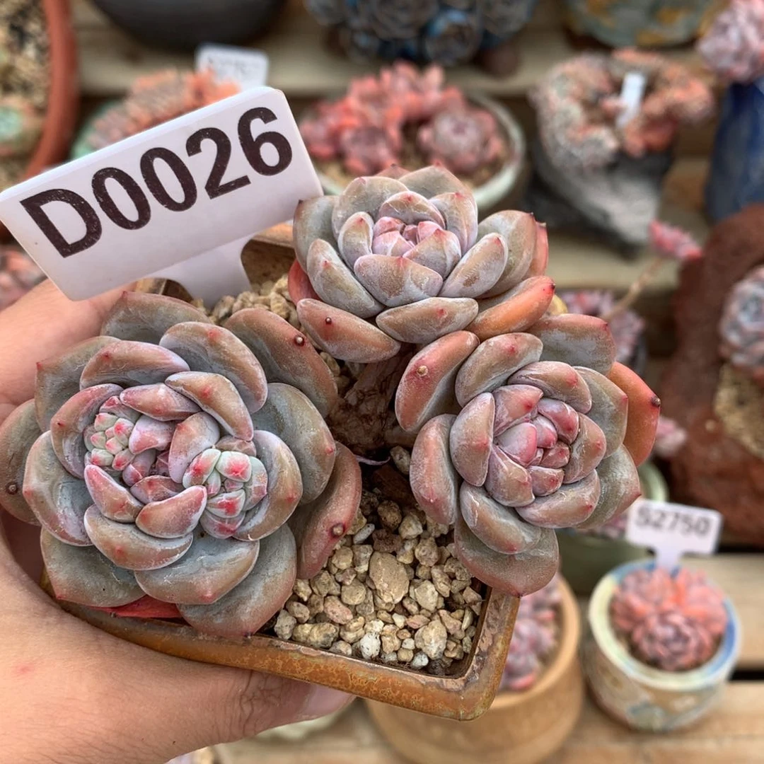 D0026 星影老桩飘枝 无砍 11cm