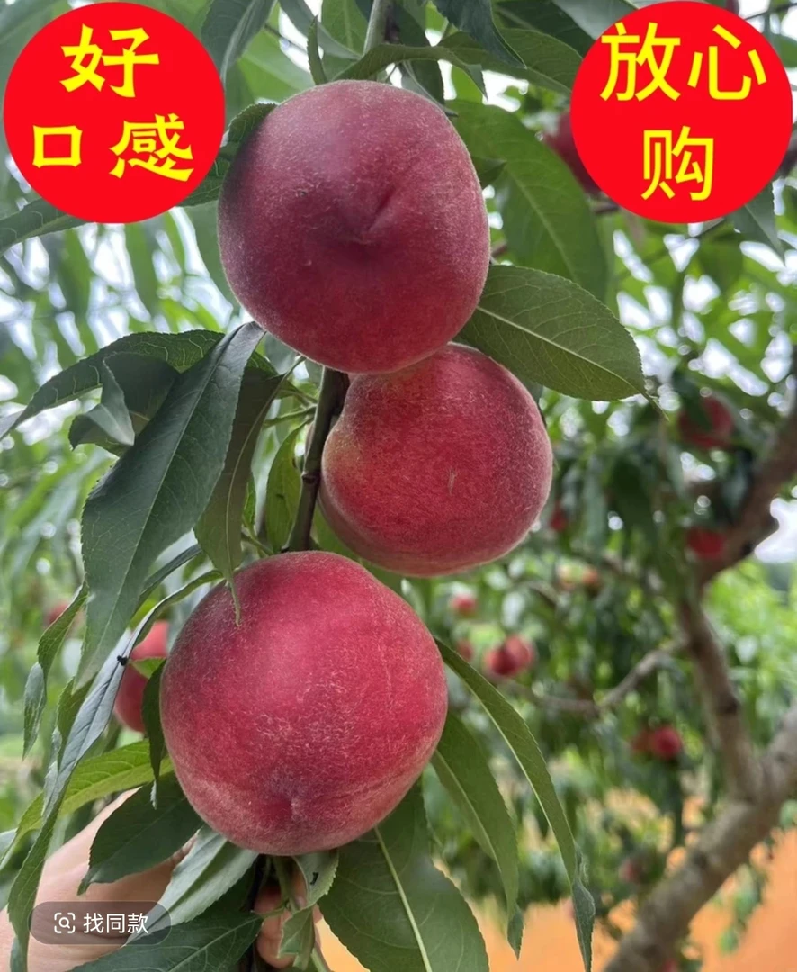 四川自家果园脆桃龙泉水蜜桃自产自销农场直发