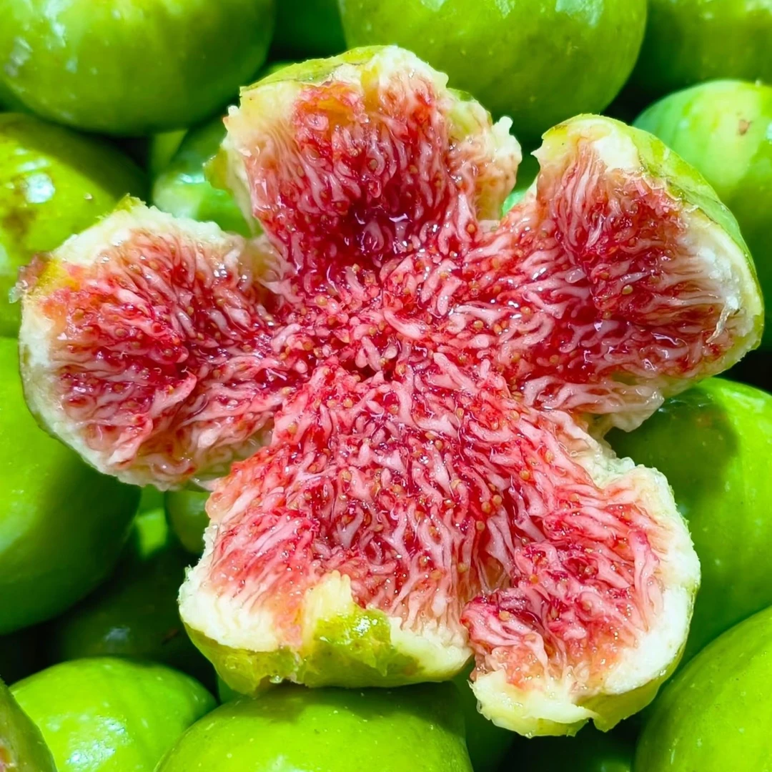 B小时达威海青皮无花果新鲜无花果鲜果现摘现发无花果