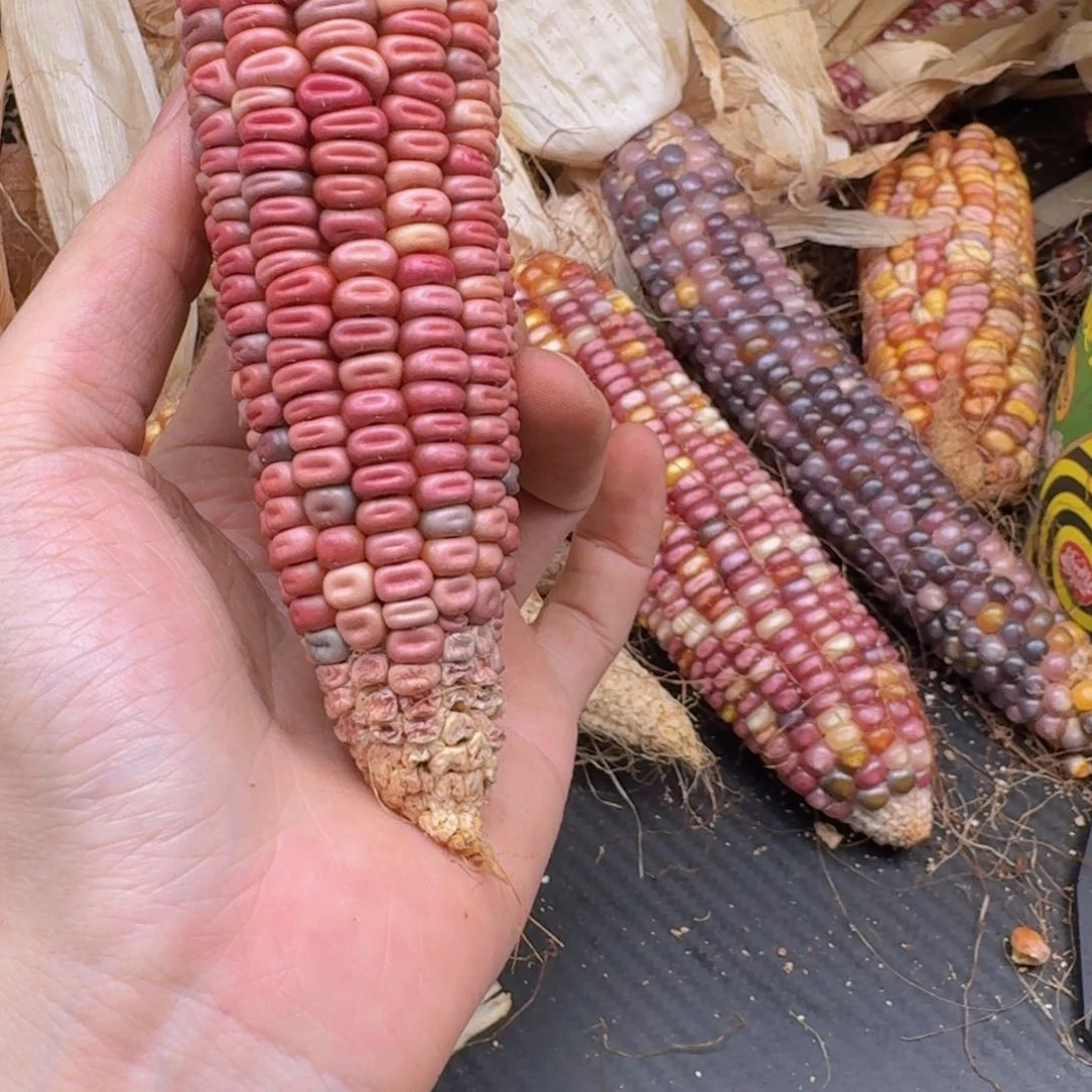 米***夏柏香籽/百香籽吊坠