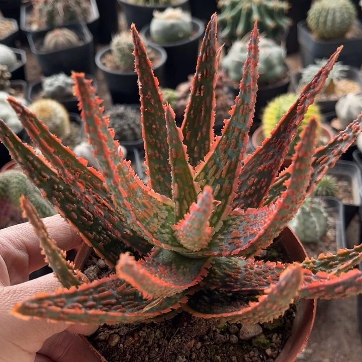 圣诞芦荟一物一拍自根