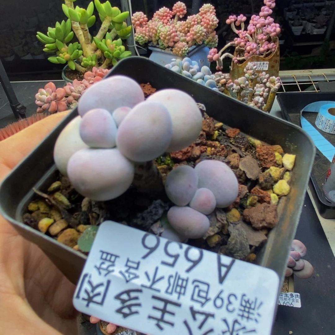 650橙奶多肉肉3c m