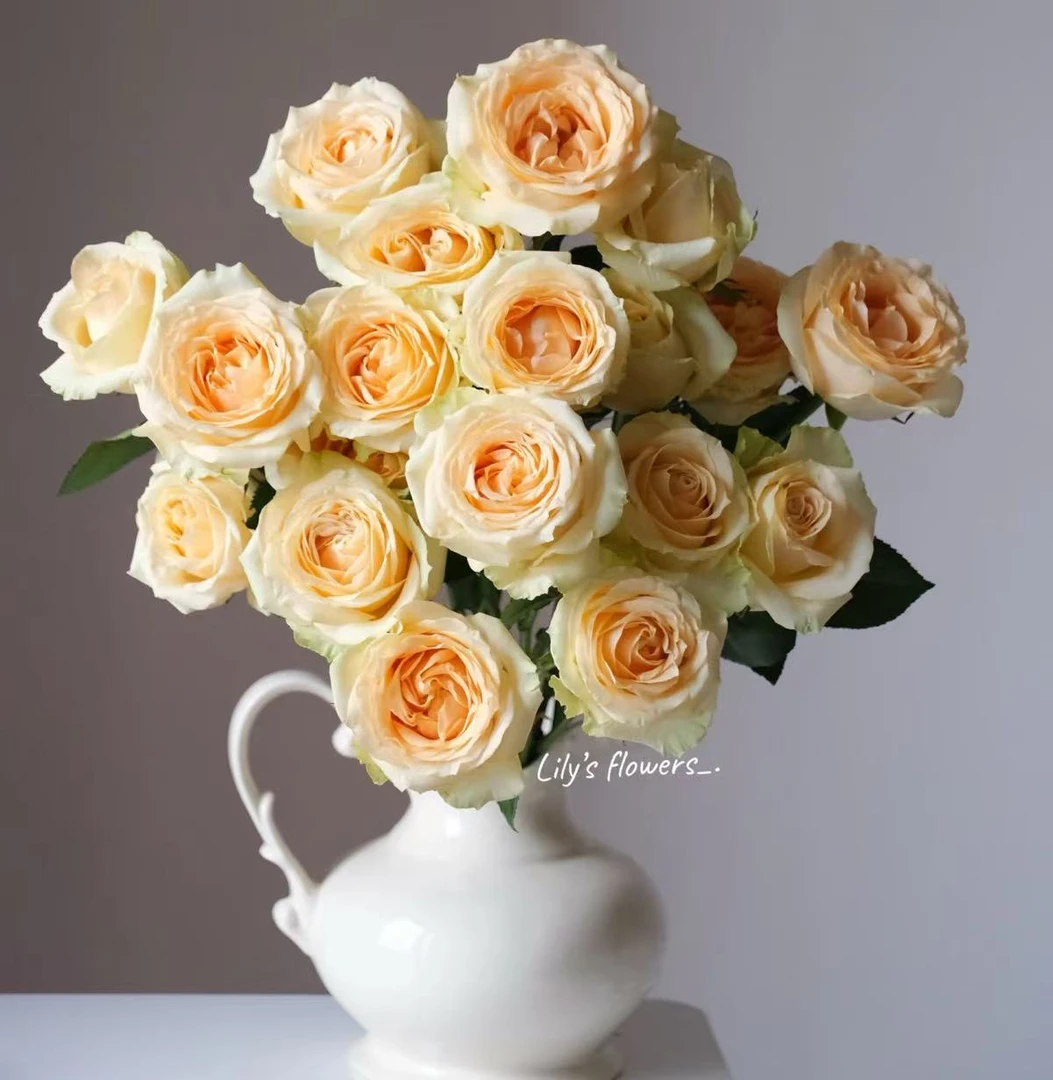 【香槟】单头玫瑰花