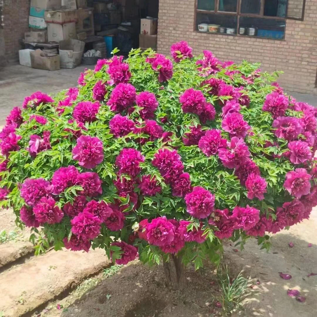 紫斑牡丹花甘肃基地直发带土球直播间一物一拍