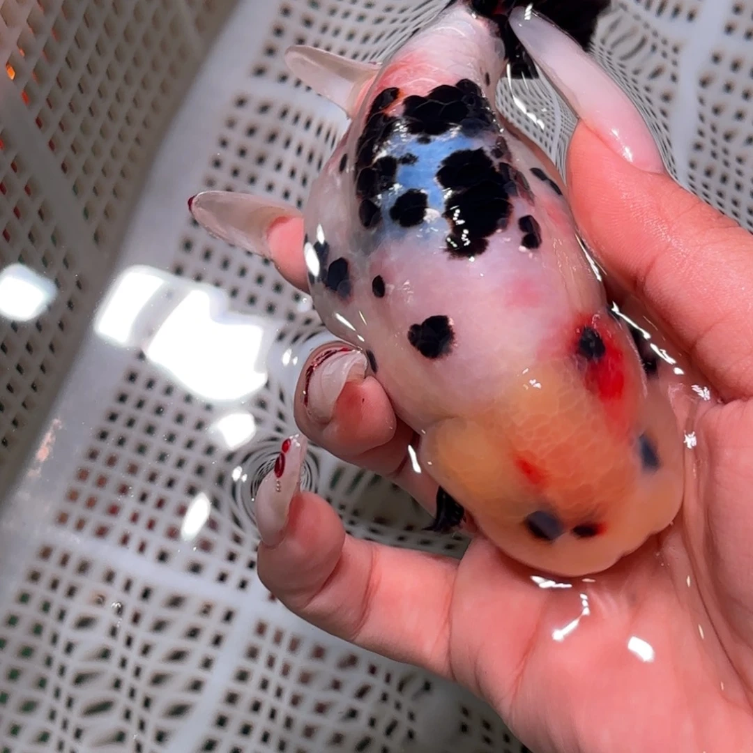 郑***栗金鱼不拍包装运费到付，拍包装包邮