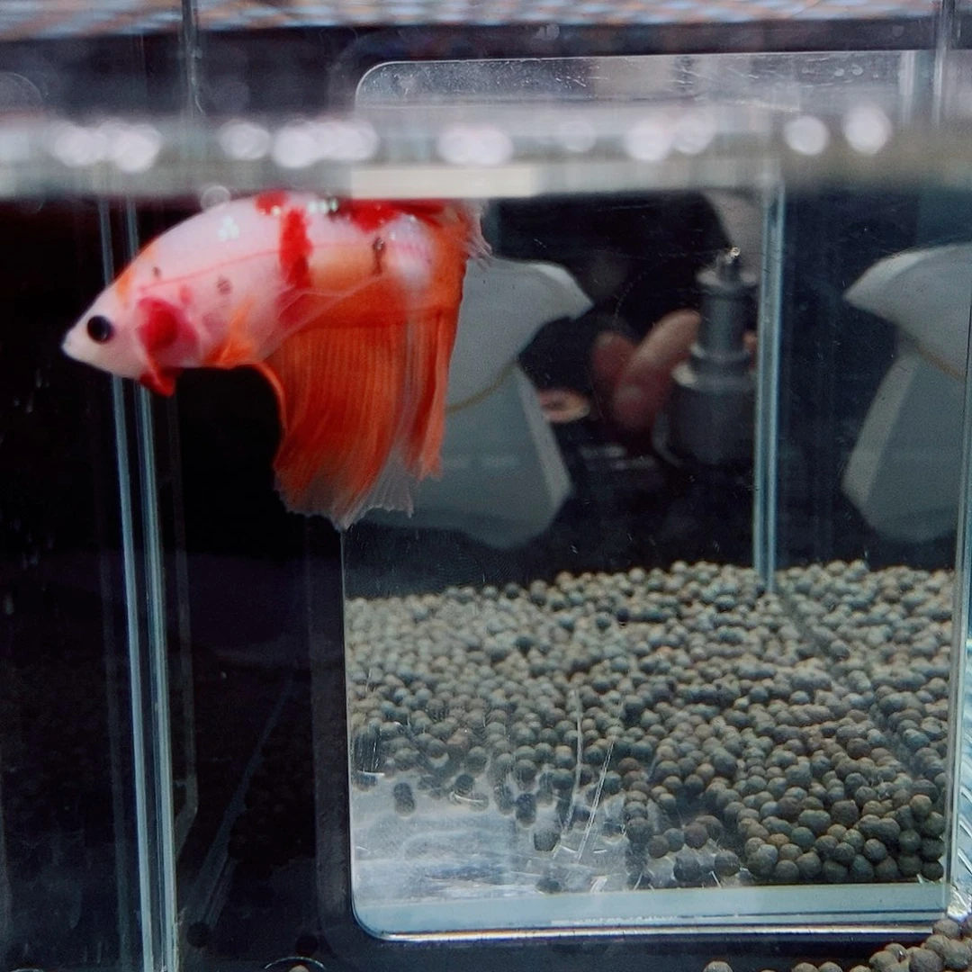 斗鱼黑126号巨斗半月