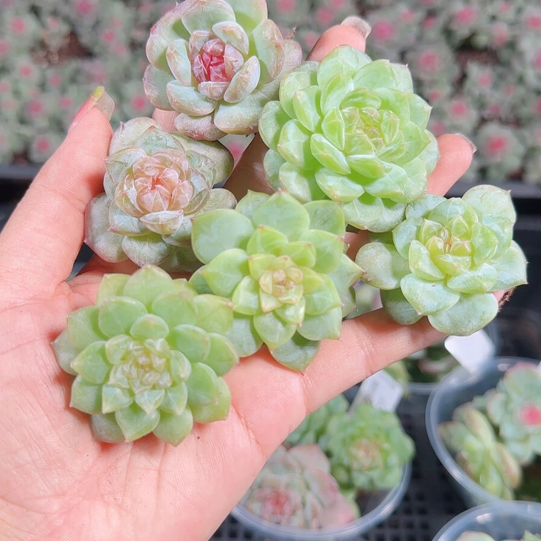 0925---229糖心珍妮