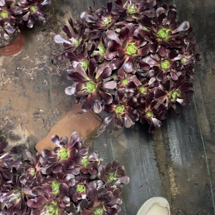 13圆叶多肉多肉植物