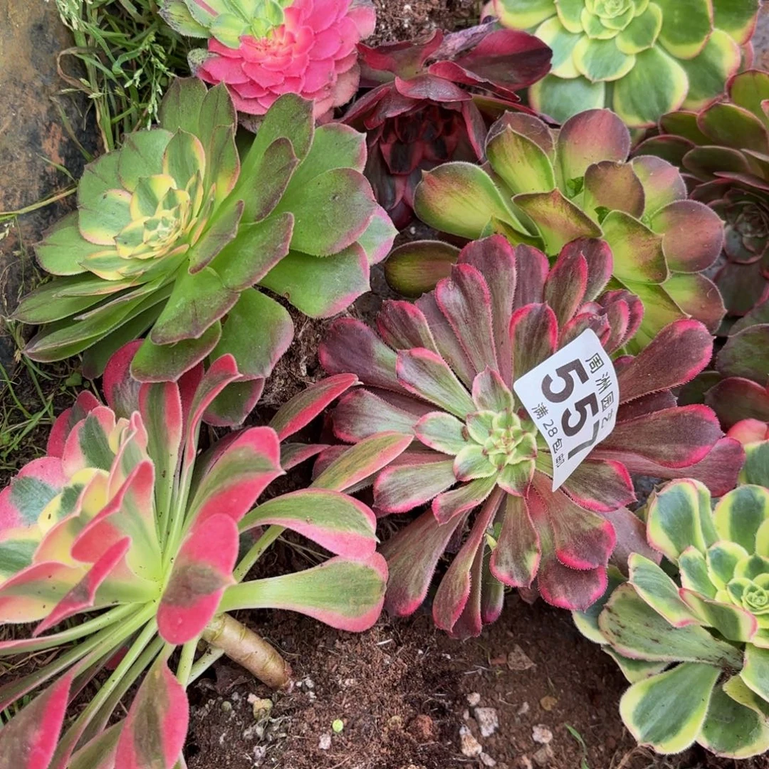 只***你小套餐脱土发10个557