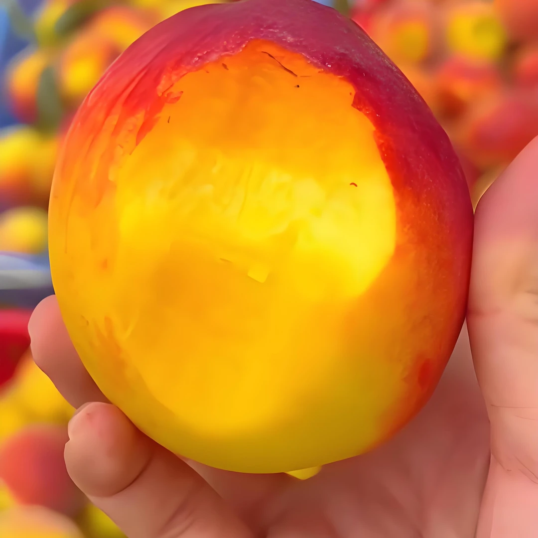 【顺丰包邮-大果】彩虹黄桃4.5斤 应季新鲜水果 脆甜 果园现摘直发