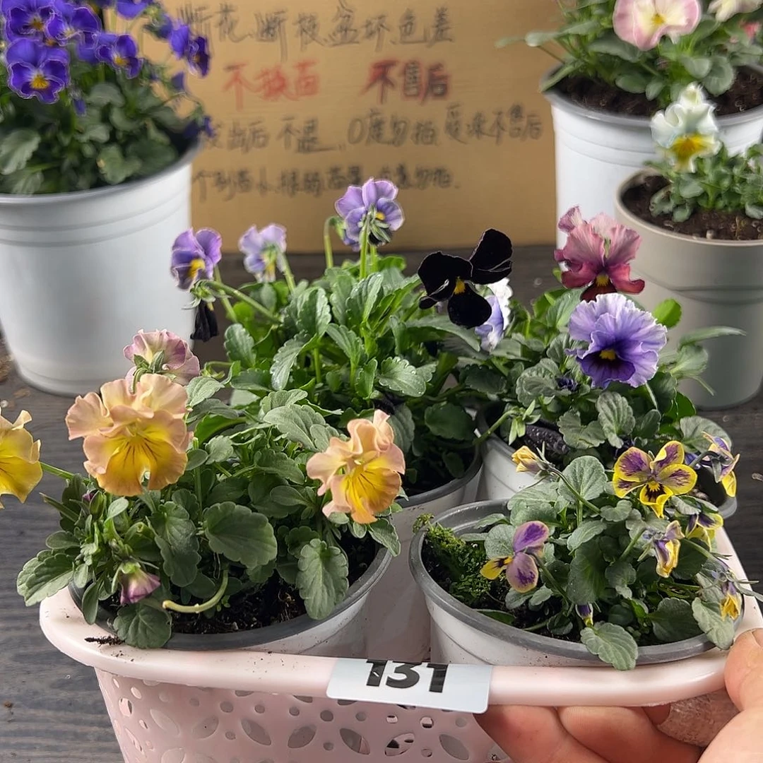 大部分花苞少量开放131号